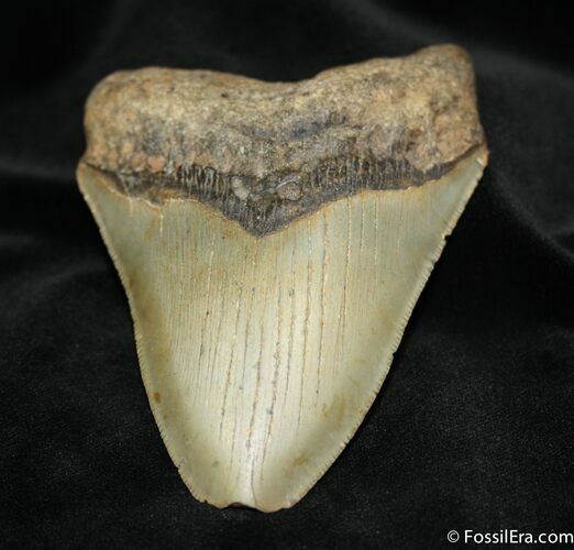 Megalodon Tooth From SC #731